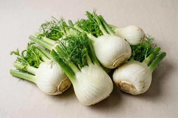 Fennel bulb
