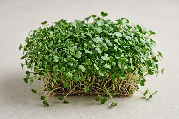 Cabbage sprouts / microgreens