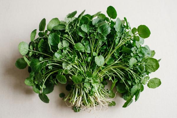 Watercress