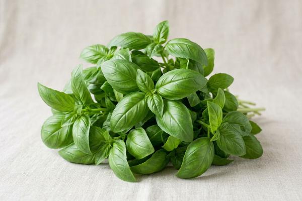 Basil
