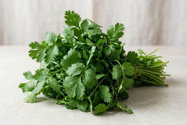 Cilantro
