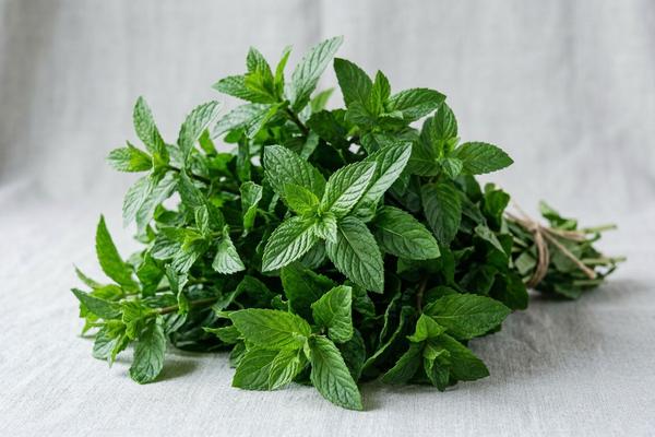 Mint