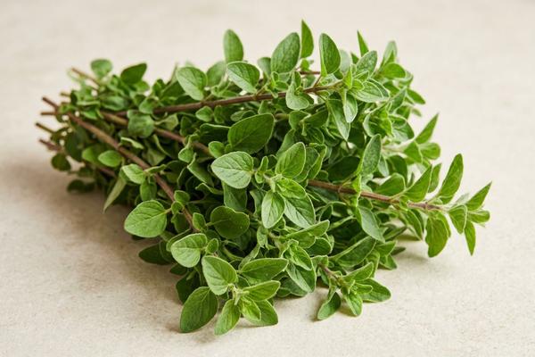 Oregano, fresh