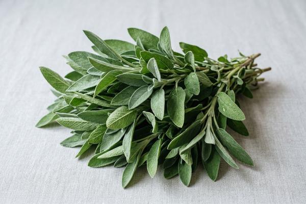 Sage