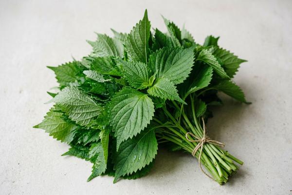 Shiso