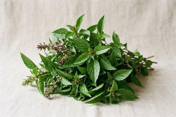 Thai basil