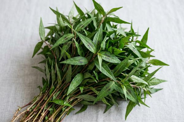 Vietnamese coriander